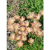 Kategorie <b>Produkt nicht gewünscht </b> - Delosperma sutherlandii 'Peach Star' ca. 9x9 cm Topf (Wuchs jahreszeitlich)