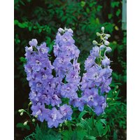 Kategorie <b>Produkt nicht gewünscht </b> - Delphinium Pacific 'Guinevere' ca. 11x11 cm Topf (Wuchs jahreszeitlich)