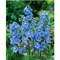 Kategorie <b>Produkt nicht gewünscht </b> - Delphinium x bellad.'Cliveden Beauty',gen. ca. 11x11 cm Topf (Wuchs jahreszeitlich)