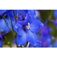 Kategorie <b>Produkt nicht gewünscht </b> - Delphinium x bellad.'Piccolo' ca. 11x11 cm Topf (Wuchs jahreszeitlich)