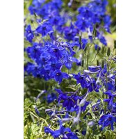 Kategorie <b>Produkt nicht gewünscht </b> - Delphinium x bellad.'Völkerfrieden' ca. 11x11 cm Topf (Wuchs jahreszeitlich)