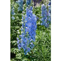 Kategorie <b>Produkt nicht gewünscht </b> - Delphinium x elatum 'Merlin' ca. 11x11 cm Topf (Wuchs jahreszeitlich)