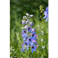 Kategorie <b>Produkt nicht gewünscht </b> - Delphinium x elatum 'Morgentau' ca. 11x11 cm Topf (Wuchs jahreszeitlich)