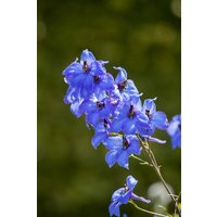 Kategorie <b>Produkt nicht gewünscht </b> - Delphinium x elatum 'Neptun' ca. 11x11 cm Topf (Wuchs jahreszeitlich)