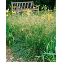 Kategorie <b>Produkt nicht gewünscht </b> - Deschampsia cespitosa 'Bronzeschleier' ca. 9x9 cm Topf (Wuchs jahreszeitlich)