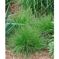 Kategorie <b>Produkt nicht gewünscht </b> - Deschampsia cespitosa 'Tauträger' ca. 9x9 cm Topf (Wuchs jahreszeitlich)