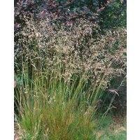 Kategorie <b>Produkt nicht gewünscht </b> - Deschampsia flexuosa ca. 9x9 cm Topf (Wuchs jahreszeitlich)