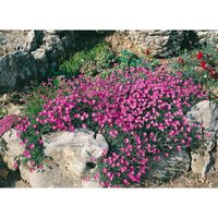 Kategorie <b>Produkt nicht gewünscht </b> - Dianthus alpinus ca. 9x9 cm Topf (Wuchs jahreszeitlich)