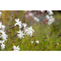 Kategorie <b>Produkt nicht gewünscht </b> - Dianthus arenarius ca. 9x9 cm Topf (Wuchs jahreszeitlich)