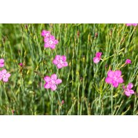 Kategorie <b>Produkt nicht gewünscht </b> - Dianthus deltoides 'Roseus' ca. 9x9 cm Topf (Wuchs jahreszeitlich)
