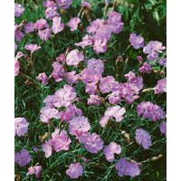 Kategorie <b>Stauden </b> - Dianthus gratianop.'Blauigel' ca. 9x9 cm Topf (Wuchs jahreszeitlich)