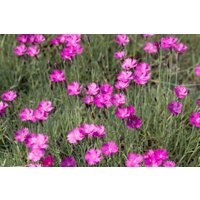 Kategorie <b>Stauden </b> - Dianthus gratianop.'Feuerhexe' ca. 9x9 cm Topf (Wuchs jahreszeitlich)
