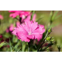 Kategorie <b>Stauden </b> - Dianthus gratianop.'Grandiflorus', gen. ca. 9x9 cm Topf (Wuchs jahreszeitlich)