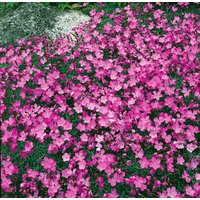 Kategorie <b>Stauden </b> - Dianthus gratianop.'La Bourboule' ca. 9x9 cm Topf (Wuchs jahreszeitlich)