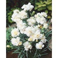 Kategorie <b>Stauden </b> - Dianthus plumarius 'Albus Plenus' ca. 9x9 cm Topf (Wuchs jahreszeitlich)