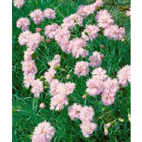 Kategorie <b>Stauden </b> - Dianthus plumarius 'Altrosa' ca. 9x9 cm Topf (Wuchs jahreszeitlich)