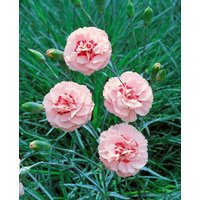 Kategorie <b>Stauden </b> - Dianthus plumarius 'Doris' ca. 9x9 cm Topf (Wuchs jahreszeitlich)