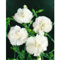 Kategorie <b>Produkt nicht gewünscht </b> - Dianthus plumarius 'Haytor' ca. 9x9 cm Topf (Wuchs jahreszeitlich)
