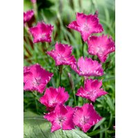 Kategorie <b>Produkt nicht gewünscht </b> - Dianthus superbus ca. 9x9 cm Topf (Wuchs jahreszeitlich)