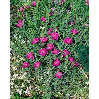 Kategorie <b>Produkt nicht gewünscht </b> - Dianthus sylvestris ca. 9x9 cm Topf (Wuchs jahreszeitlich)