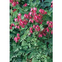 Kategorie <b>Produkt nicht gewünscht </b> - Dicentra formosa 'Stuart Boothman' ca. 11x11 cm Topf (Wuchs jahreszeitlich)