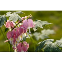Stauden - Dicentra spectabilis 2-3 Liter Container (Wuchs jahreszeitlich)