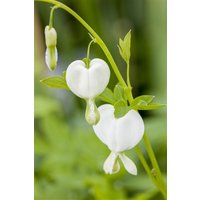 Kategorie <b>Stauden </b> - Dicentra spectabilis 'Alba' 2-3 Liter Container (Wuchs jahreszeitlich)