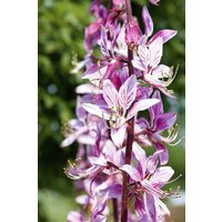 Kategorie <b>Produkt nicht gewünscht </b> - Dictamnus albus ca. P 0.5 Topf (Wuchs jahreszeitlich)