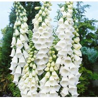 Kategorie <b>Produkt nicht gewünscht </b> - Digitalis purpurea 'Alba' ca. 9x9 cm Topf (Wuchs jahreszeitlich)