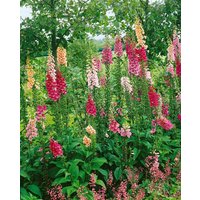 Kategorie <b>Produkt nicht gewünscht </b> - Digitalis purpurea 'Excelsior' ca. 9x9 cm Topf (Wuchs jahreszeitlich)