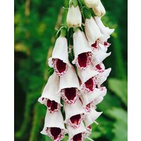 Kategorie <b>Produkt nicht gewünscht </b> - Digitalis purpurea 'Pam's Choice' ca. 9x9 cm Topf (Wuchs jahreszeitlich)