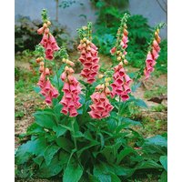 Kategorie <b>Stauden </b> - Digitalis x mertonensis ca. 11x11 cm Topf (Wuchs jahreszeitlich)