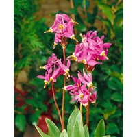 Stauden - Dodecatheon meadia ca. 9x9 cm Topf (Wuchs jahreszeitlich)