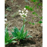 Stauden - Dodecatheon meadia 'Alba' ca. 9x9 cm Topf (Wuchs jahreszeitlich)