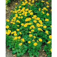 Stauden - Doronicum orientale 'Little Leo' ca. 9x9 cm Topf (Wuchs jahreszeitlich)