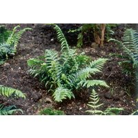 Gräser - Dryopteris affinis 'Crispa' ca. 9x9 cm Topf (Wuchs jahreszeitlich)