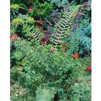 Gräser - Dryopteris affinis 'Cristata The King' ca. 9x9 cm Topf (Wuchs jahreszeitlich)