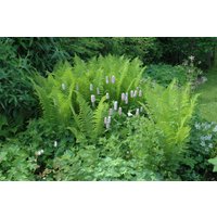 Kategorie <b>Gräser </b> - Dryopteris filix-mas ca. 9x9 cm Topf (Wuchs jahreszeitlich)