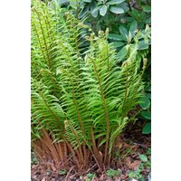 Gräser - Dryopteris wallichiana ca. 9x9 cm Topf (Wuchs jahreszeitlich)