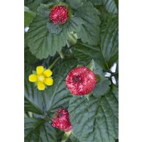 Kategorie <b>Stauden </b> - Duchesnea indica ca. 9x9 cm Topf (Wuchs jahreszeitlich)