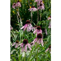 Kategorie <b>Produkt nicht gewünscht </b> - Echinacea pallida ca. 9x9 cm Topf (Wuchs jahreszeitlich)