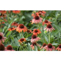 Kategorie <b>Produkt nicht gewünscht </b> - Echinacea purpurea ca. 9x9 cm Topf (Wuchs jahreszeitlich)
