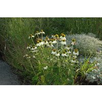 Kategorie <b>Produkt nicht gewünscht </b> - Echinacea purpurea 'Alba' ca. 9x9 cm Topf (Wuchs jahreszeitlich)