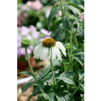Kategorie <b>Produkt nicht gewünscht </b> - Echinacea purpurea 'Baby Swan White' ca. 9x9 cm Topf (Wuchs jahreszeitlich)