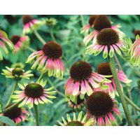 Kategorie <b>Produkt nicht gewünscht </b> - Echinacea purpurea 'Green Envy' -R- ca. 11x11 cm Topf (Wuchs jahreszeitlich)