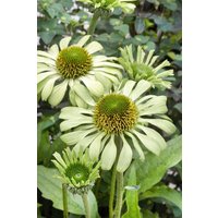 Kategorie <b>Produkt nicht gewünscht </b> - Echinacea purpurea 'Green Jewel' ca. 11x11 cm Topf (Wuchs jahreszeitlich)