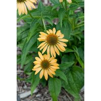 Kategorie <b>Produkt nicht gewünscht </b> - Echinacea purpurea 'Harvest Moon' -R- ca. 11x11 cm Topf (Wuchs jahreszeitlich)
