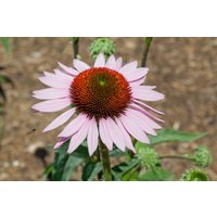 Kategorie <b>Produkt nicht gewünscht </b> - Echinacea purpurea 'Hope' -R- ca. 11x11 cm Topf (Wuchs jahreszeitlich)