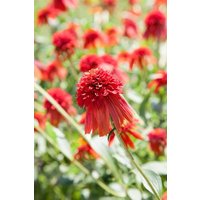 Kategorie <b>Produkt nicht gewünscht </b> - Echinacea purpurea 'Hot Papaya' -R- ca. 11x11 cm Topf (Wuchs jahreszeitlich)