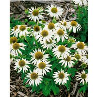 Kategorie <b>Produkt nicht gewünscht </b> - Echinacea purpurea 'Kim's Mophead' -R- ca. 11x11 cm Topf (Wuchs jahreszeitlich)